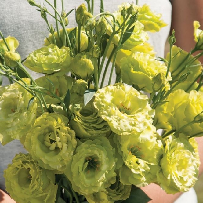 Hovedbilde Lisianthus 'Rosanne Green' F1 - Eustomia grandiflora
