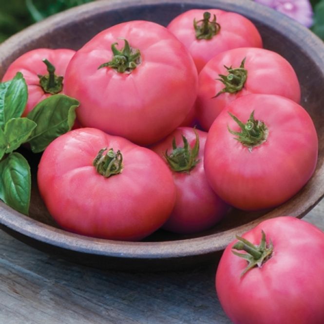Hovedbilde Drivhustomat 'Big Pink Hybrid' -  Lycopersicon