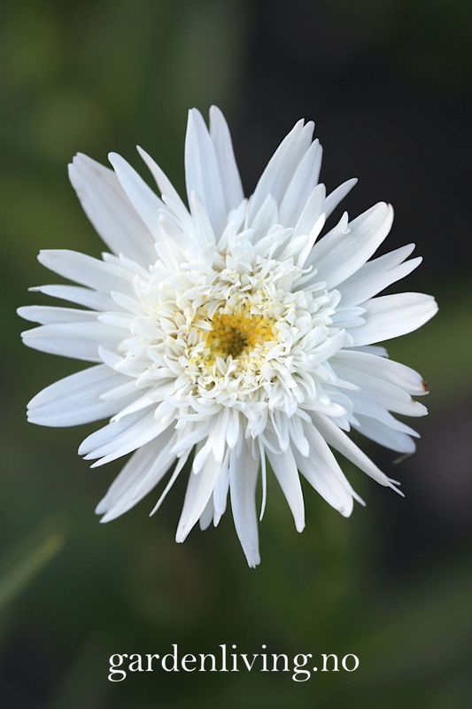 Kjempekrage 'Wirral Supreme' - Leucanthemum x suberbum