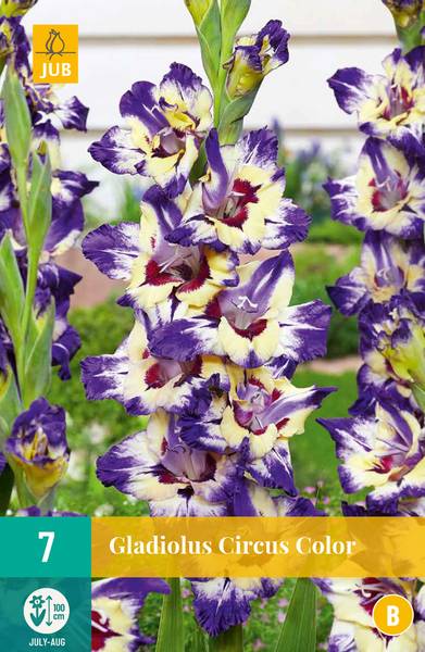 Hovedbilde Gladiol 'Circus Colour' - Gladiolus, 7 stk.
