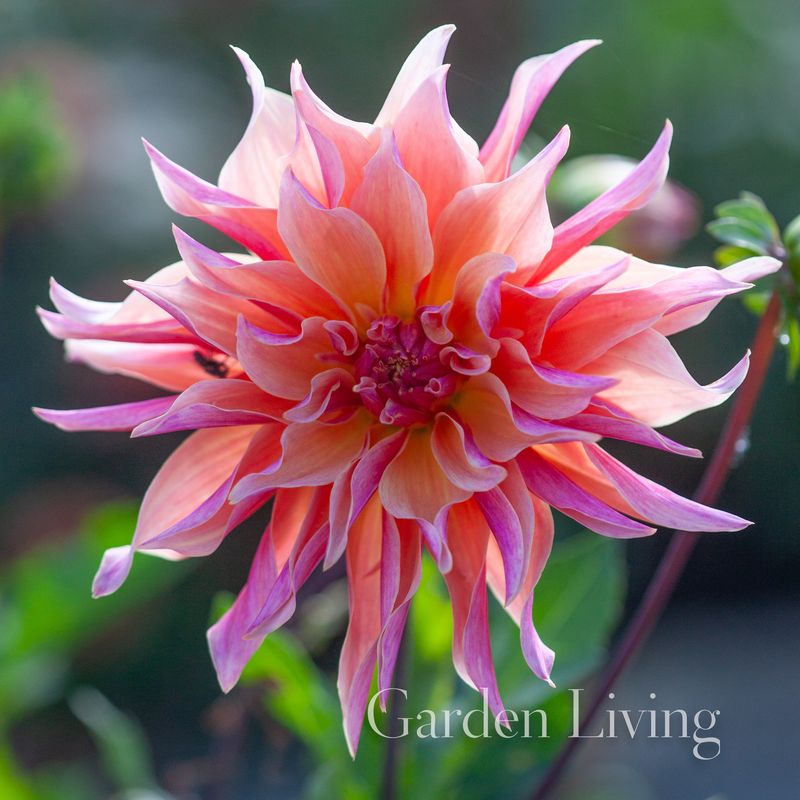 Georgine 'Labyrinth' - Dahlia x cultorum, 1 stk.