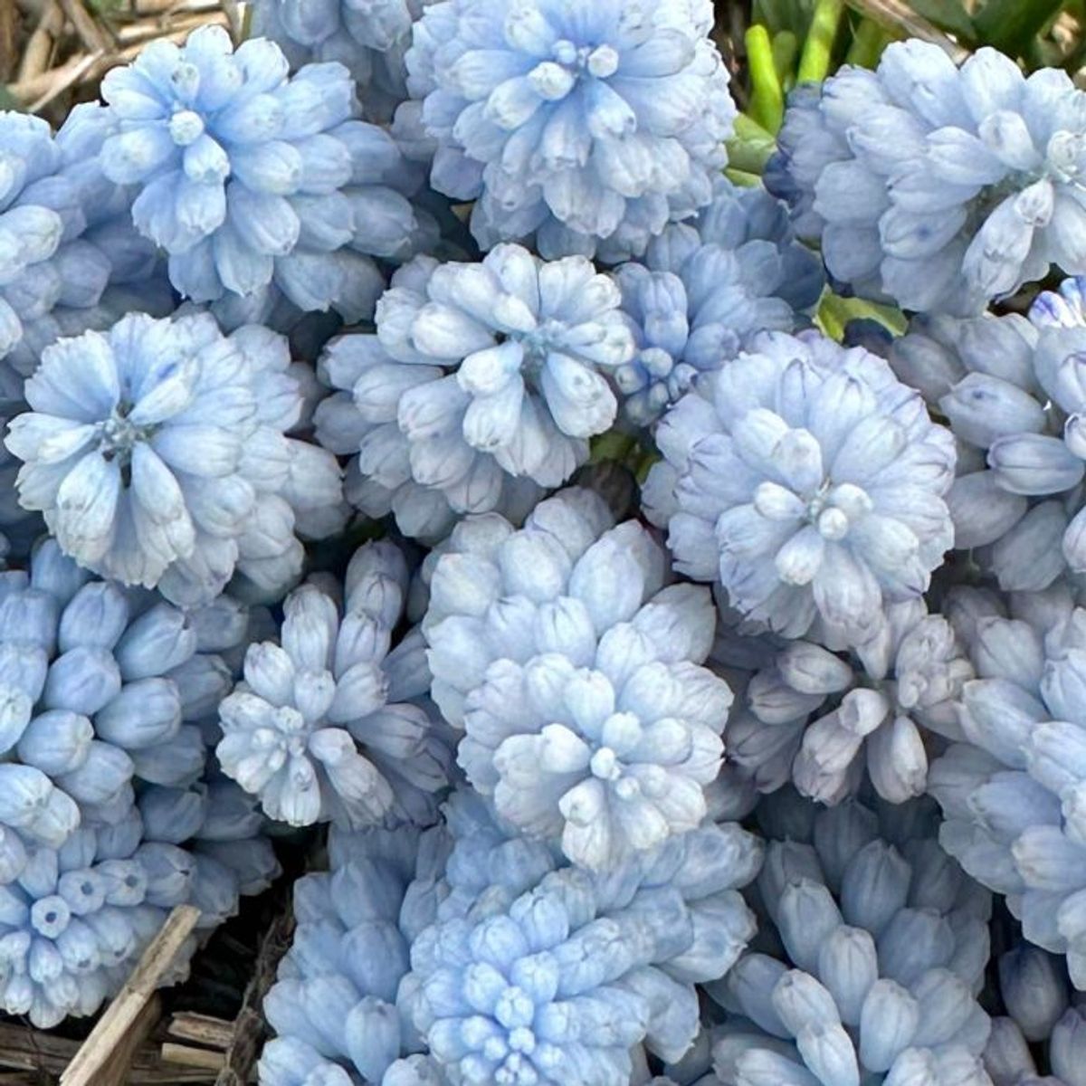 Perleblomst 'Baby's Breath' - 10 stk