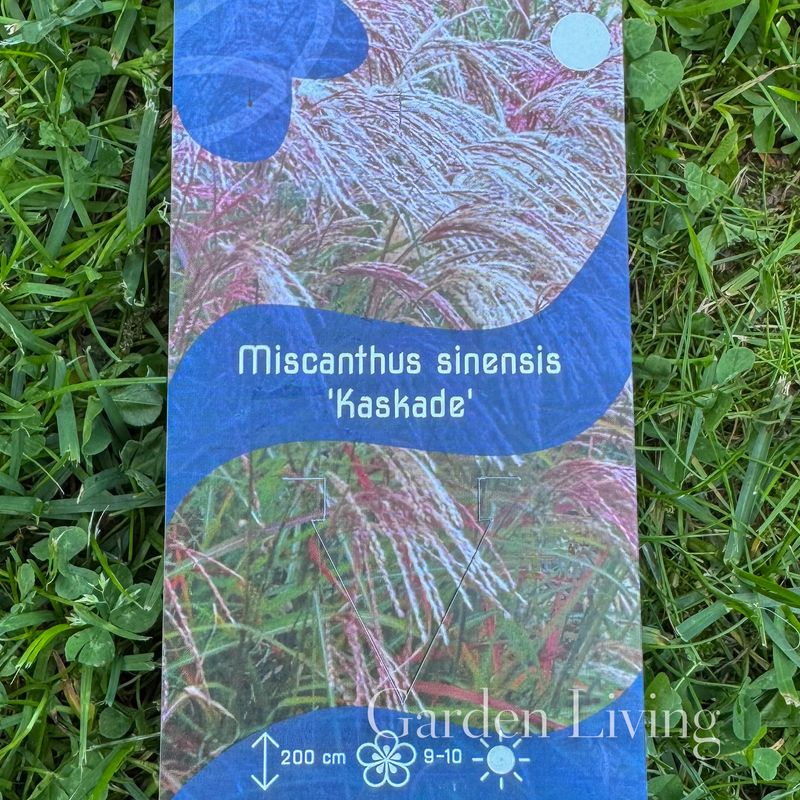Silkekinagress 'Kaskade' -  Miscanthus sinensis