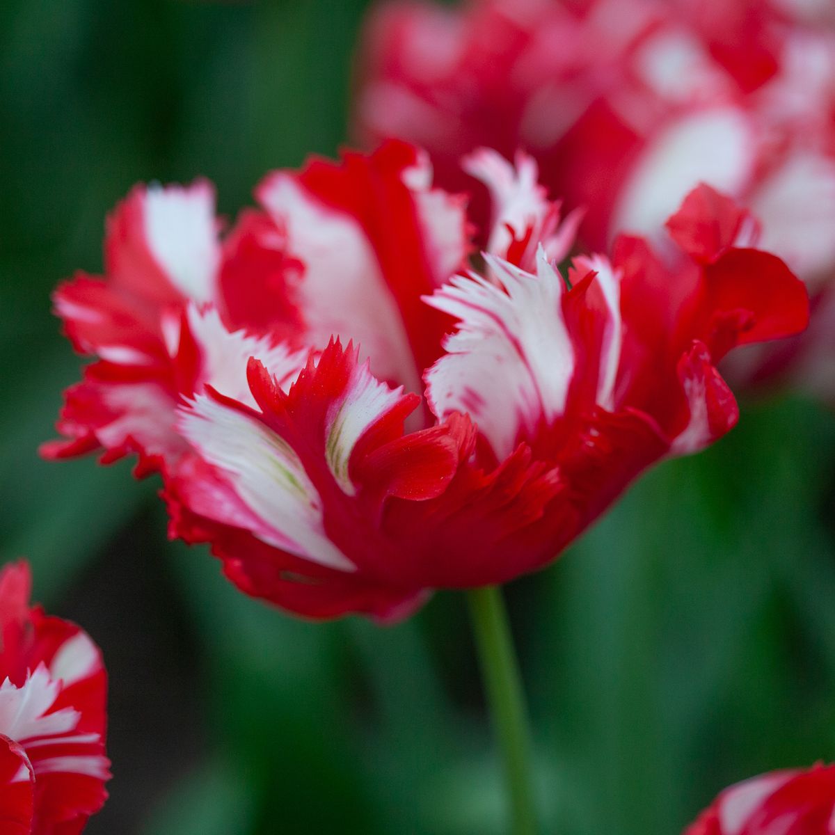 Tulipan 'Estella Rijnveld’, papegøyeblomstrende - 8 stk