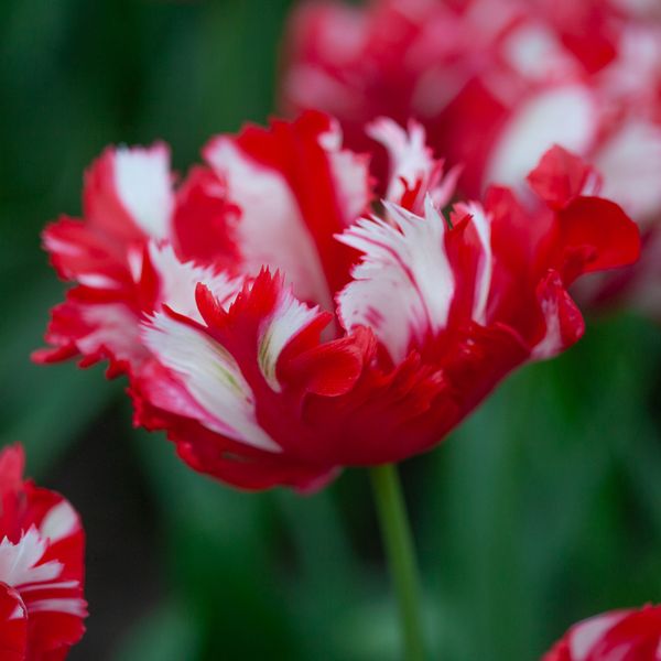 Hovedbilde Tulipan 'Estella Rijnveld’, papegøyeblomstrende - 8 ...