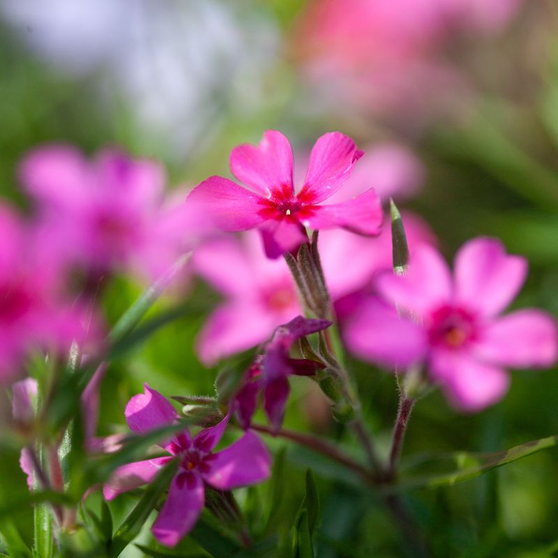 Vårfloks 'Atropurpurea' - Phlox subulata
