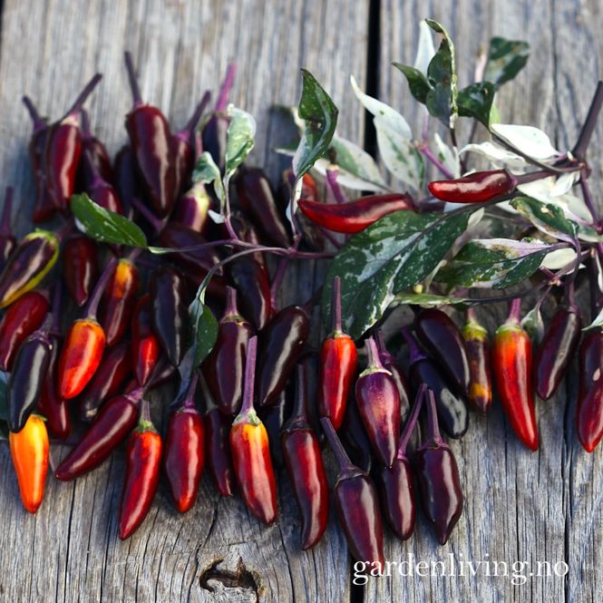 Hovedbilde Chilipepper 'Calico' - Capsicum annuum