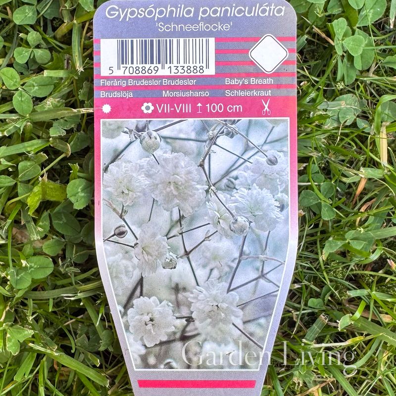 Brudeslør 'Schneeflocke' - Gypsophila paniculata 