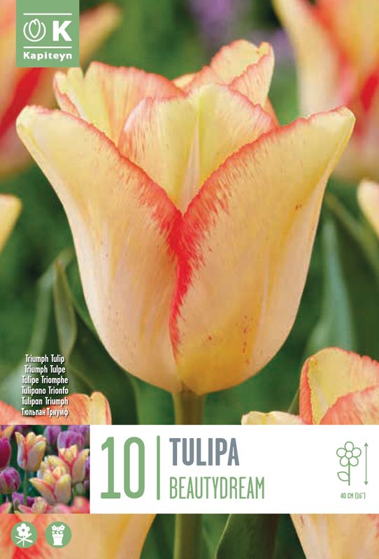 Tulipan 'Beautydream', Triumphtulipan - 10 stk