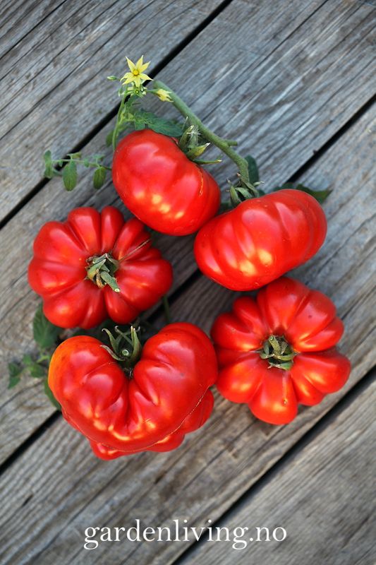 Drivhustomat 'Costoluto Fiorentino', biff - Lycopersicon lycoper