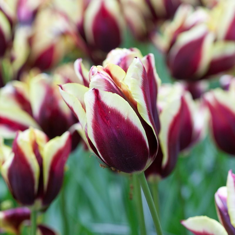 Tulipan 'Gavota', triumphtulipan - 10 stk