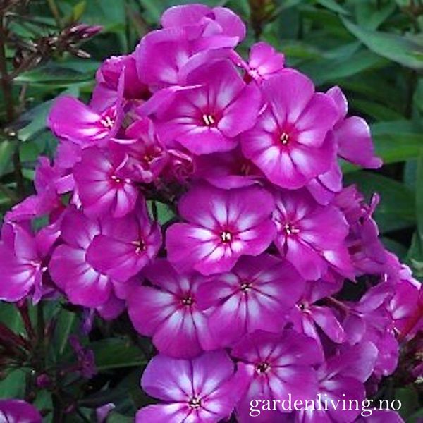 Hovedbilde Høstfloks 'Sweet Summer ® Surprise' - Phlox paniculata
