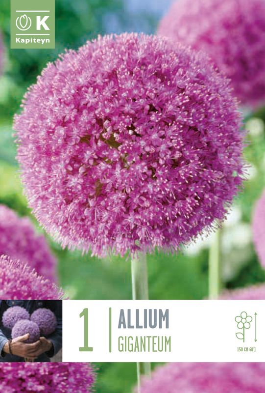 Kjempeløk - Allium giganteum - 1 stk
