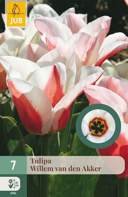 Hovedbilde Tulipan 'Willem Van Den Akker', Greigiihybrid - 7 stk