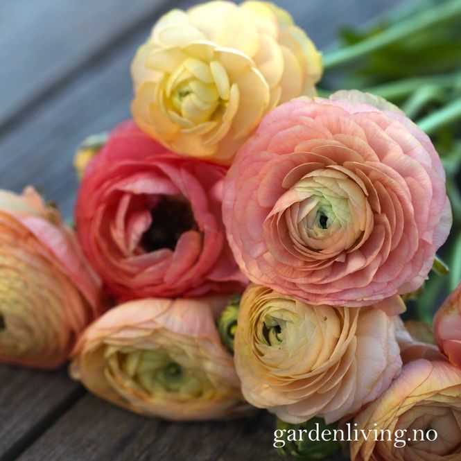 Hovedbilde Ranunkler 'Amandine Pastel Salmon' - Ranunculus, 10 stk.
