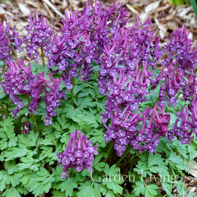 Hovedbilde Hagelerkespore 'Purple Bird' - Corydalis solida - 1 stk 