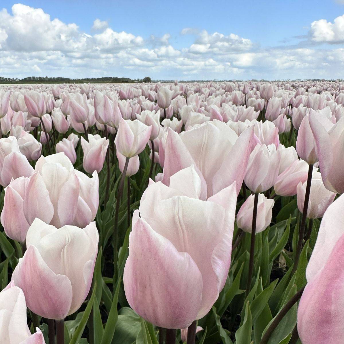 Tulipan 'Fay', triumph - 10 stk