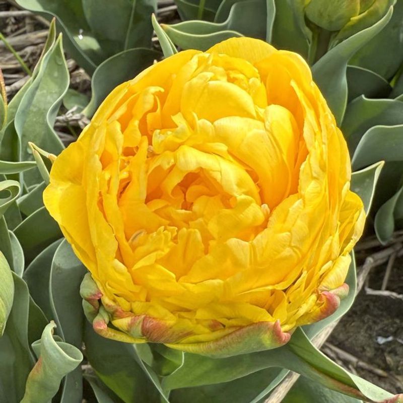 Tulipan 'Ice Cream Banana', sen dobbel - 10 stk