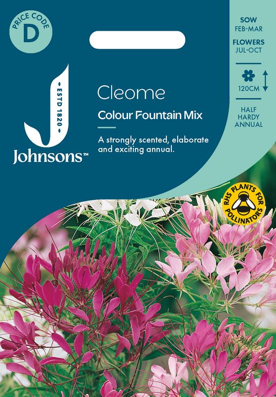 Paradisspinner 'Colour Fountain Mixed' - Cleome spinosa