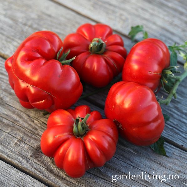 Hovedbilde Drivhustomat 'Costoluto Fiorentino', biff - Lycopersicon ...