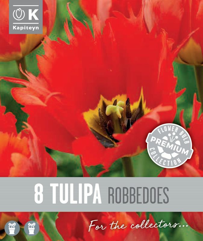 Tulipan 'Robbedoes', darwinhybrid - 8 stk