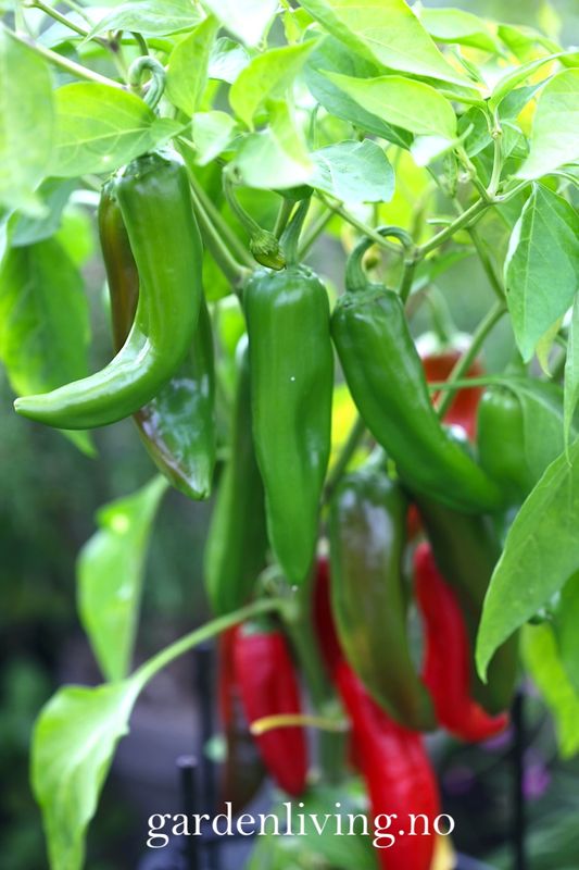 Chilipepper 'Anaheim' - Capsicum annuum