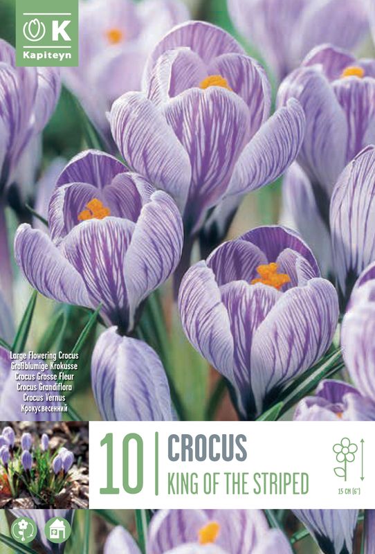 Vårkrokus 'King of the Striped' - 10 stk