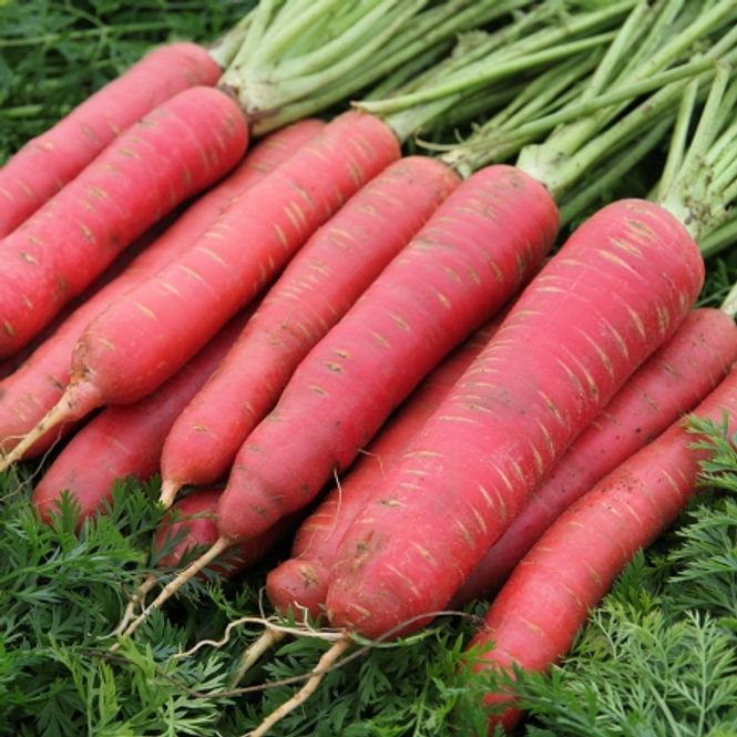 Hovedbilde Gulrot 'Redsun' - Daucus carota 