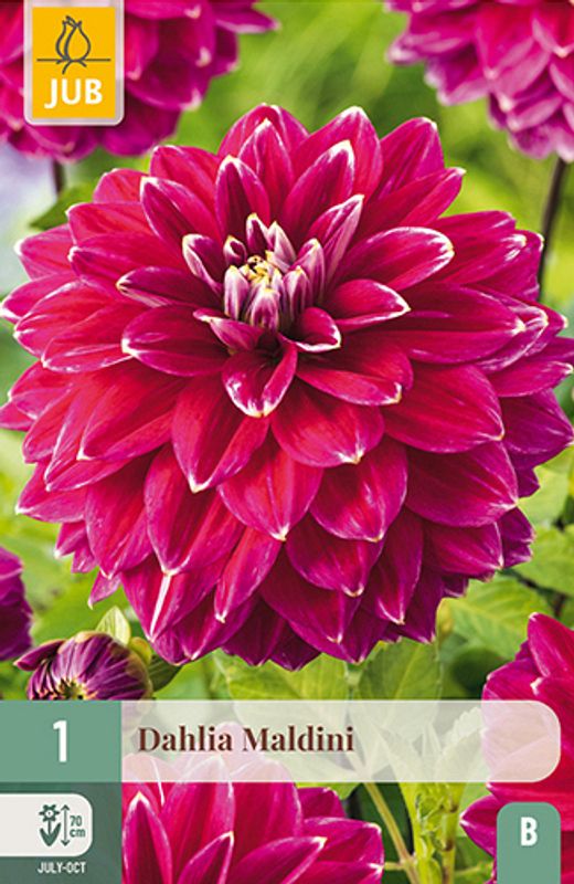 Georgine 'Maldini' - Dahlia x cultorum, 1 stk.