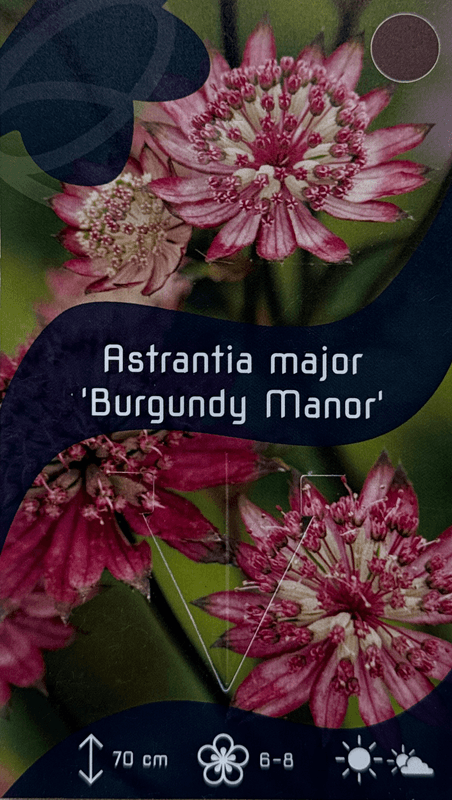 Storstjerneskjerm 'Burgundy Manor' - Astrantia major