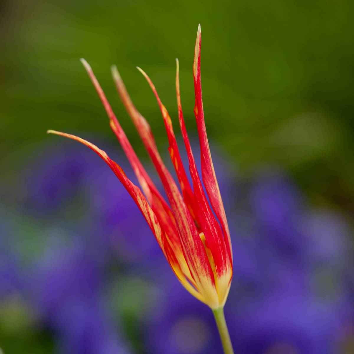 Tulipa acuminata - 1 stk 