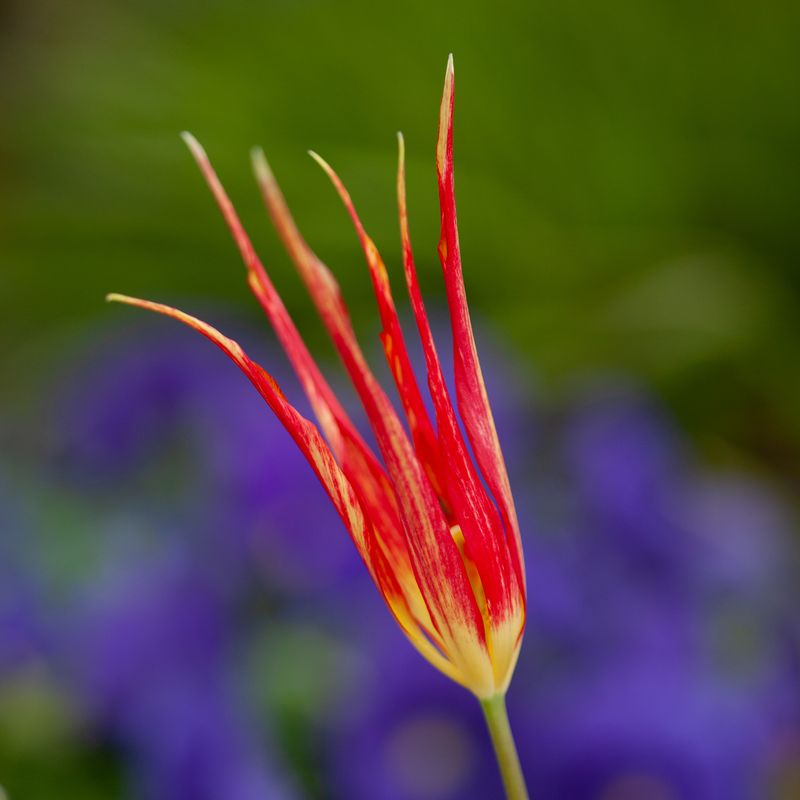 Tulipa acuminata - 1 stk 