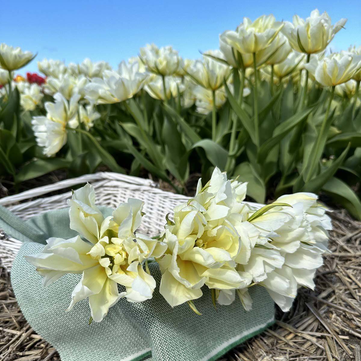 Tulipan 'Exotic Emperor’, Fosterianahybrid - 10 stk