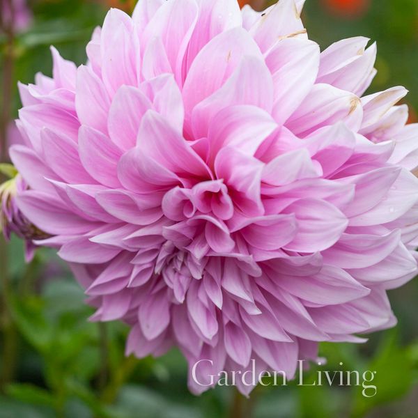 Hovedbilde Georgine 'Lavender Perfection - Dahlia x cultorum, 1 stk.