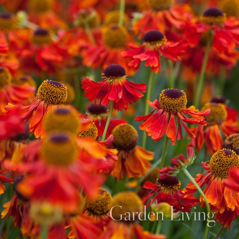 Solbrud ’Moerheim Beauty' - Helenium