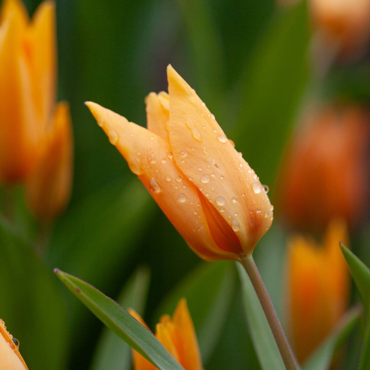 Symretulipan 'Shogun' - Tulipa prestans - 10 stk
