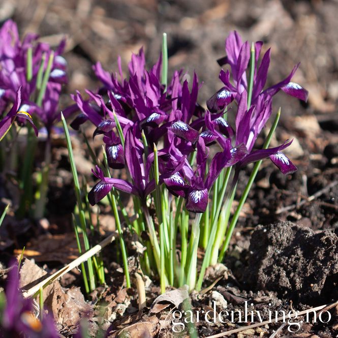 Hovedbilde Våriris 'Pauline' - Iris reticulata - 15 stk 