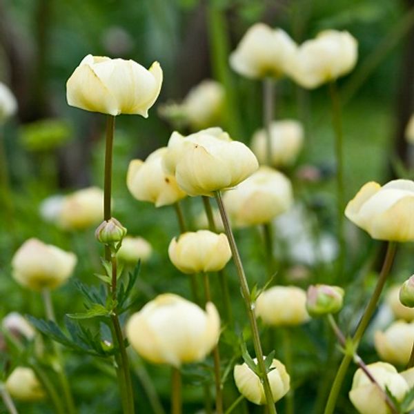 Hovedbilde Ballblom 'Cheddar' - Trollius x cultorum