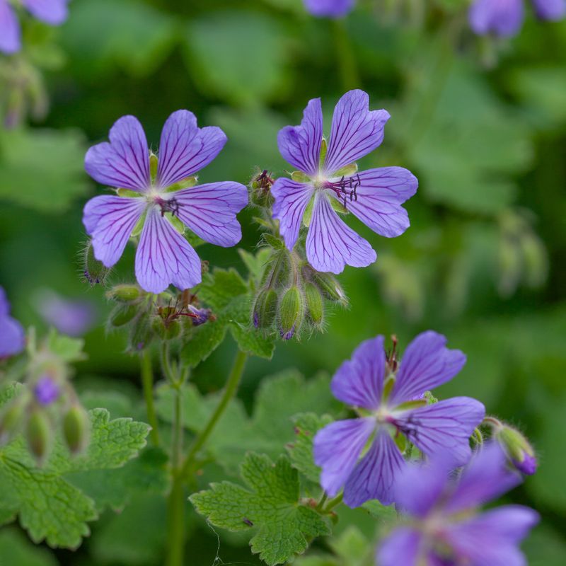 Storkenebb 'Philippe Vapelle' - Geranium 
