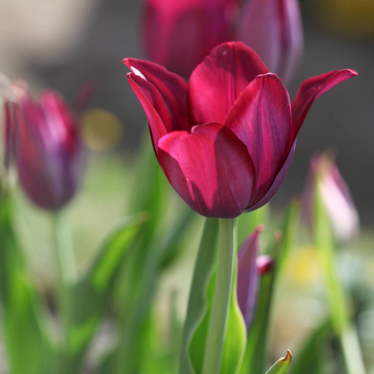 Tulipan 'Merlot', Liljeblomstrende - 7 stk