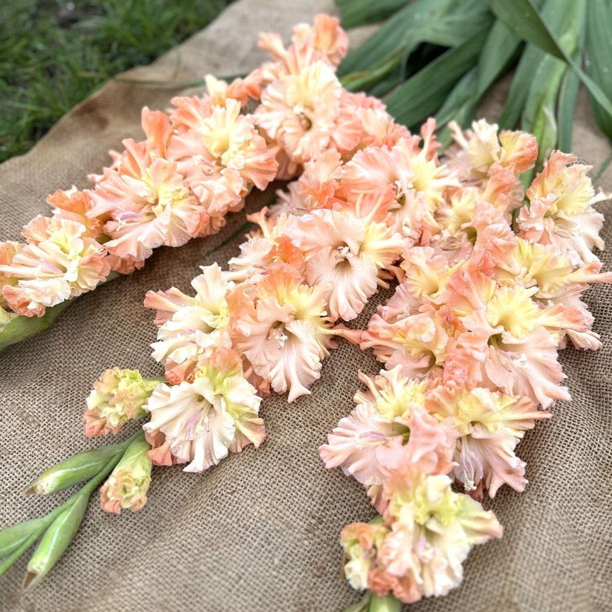Gladiol 'The Great Queen Elizabeth' - Gladiolus, 10 stk.
