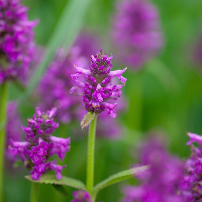 Svinerot 'Hummelo' - Stachys monnieri