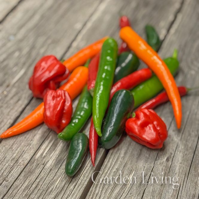 Hovedbilde Chilipepper 'Caribbean Blend' - Capsicum annuum