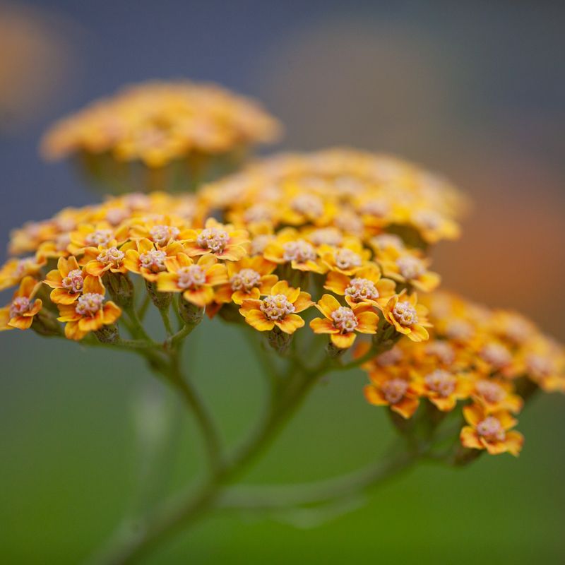 Bakkeryllik ’Terracotta’ - Achillea millefolium