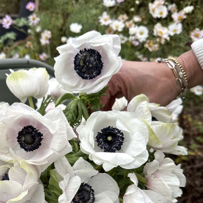 Kronsymre 'Mistral® Plus Panda Bianco' - Anemone coronaria, 7 stk