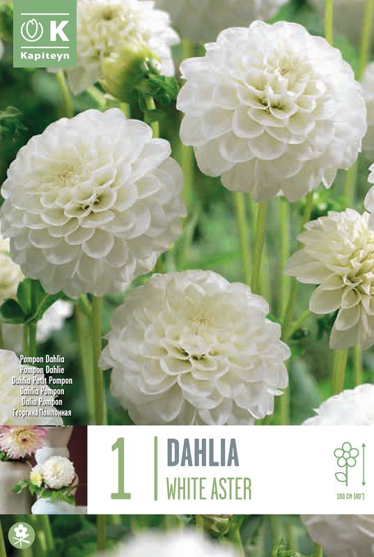 Georgine 'White Aster' - Dahlia x cultorum, 1 stk.