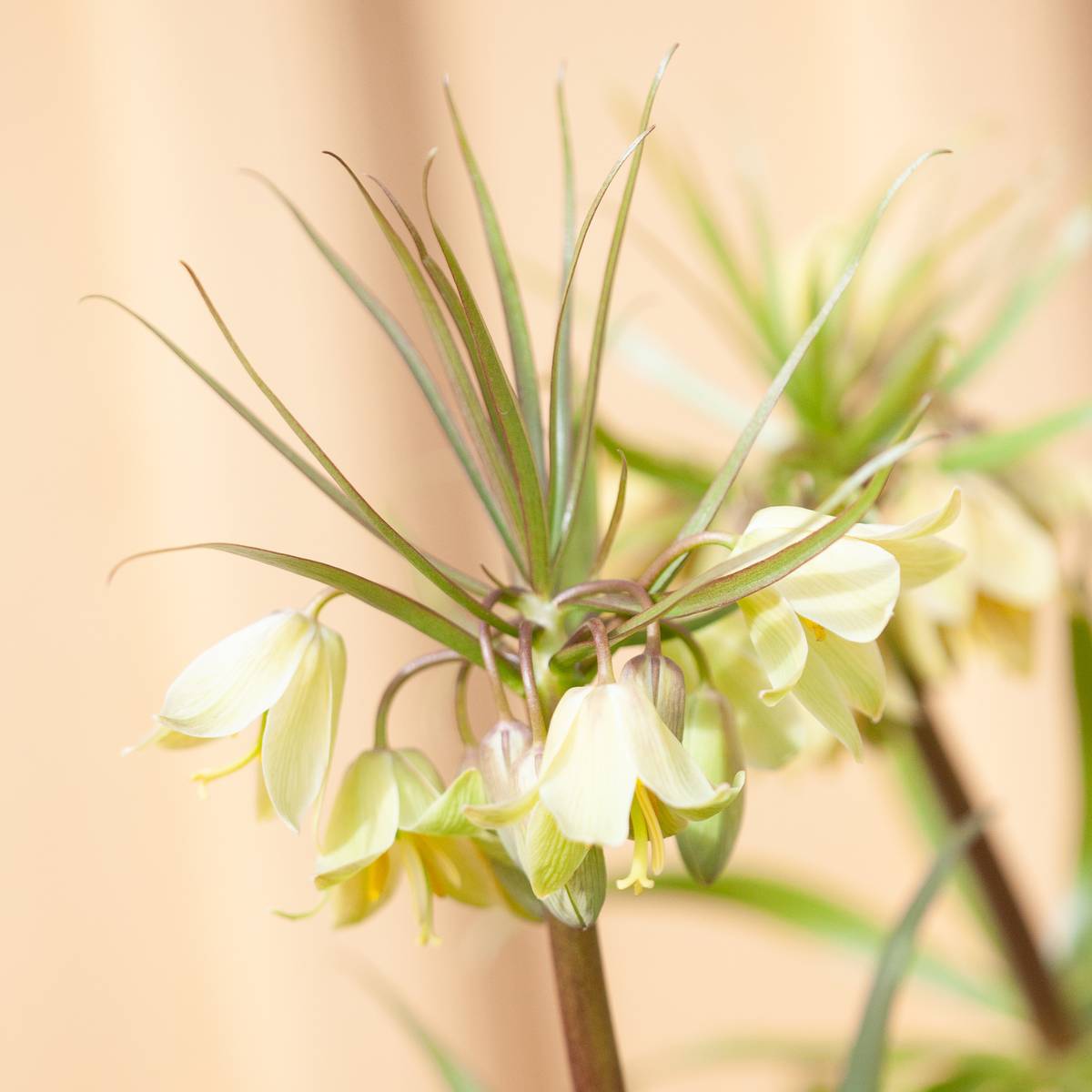Fritillaria raddeana - 1 stk