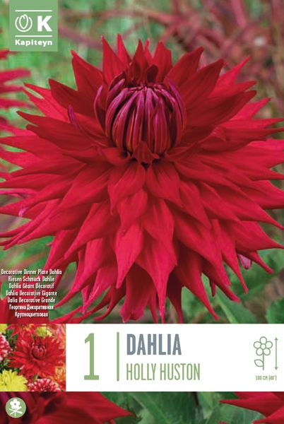 Hovedbilde Georgine 'Holly Houston’ - Dahlia x cultorum, 1 stk. 