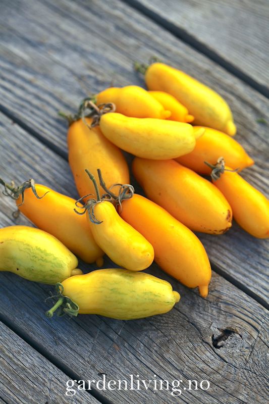 Drivhustomat 'Banana Legs' - Lycopersicon lycopersicum