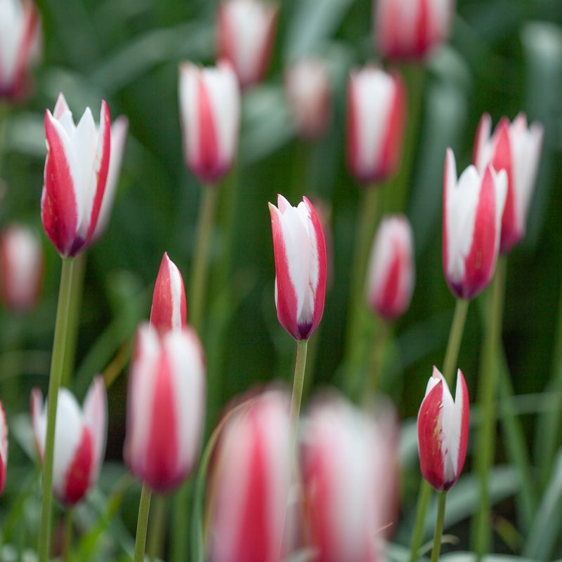 Clusiustulipan 'Peppermintstick' - Tulipa clusiana - 6 stk